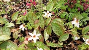 Кандык европейский Вайт Сплендор, Еrythronium White Splendour. Пит