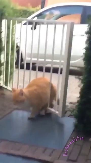 Кот 🐱 застрял в Заборе 😬 Funny Cat 😸 #shorts #cat #кот