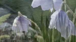 Красивая Азербайджанская песня, Sene gurban olum