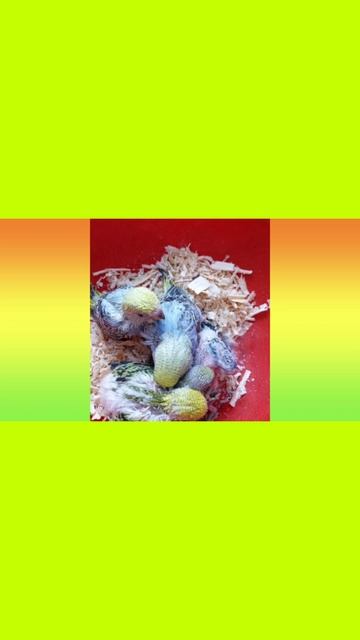 Волнистые попугаи на продажу г. Гео