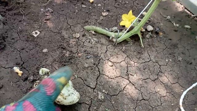 прикопала плети, а под землёй вырос огурец😱#огурцы#те смотреть онлайн