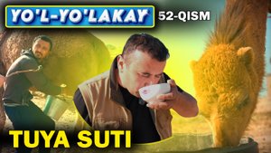 YO’L YO’LAKAY 52-qism TUYA SUTI FOYDASI. (QASHQADARYO)