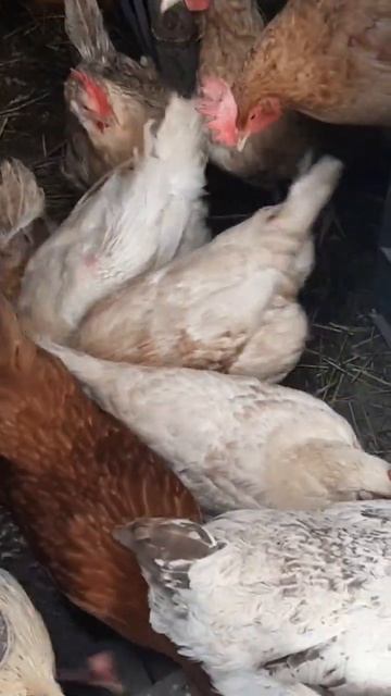 Куры, вообще! #курынесушки #chick #куры #молодняк #курятни? смотреть онлайн