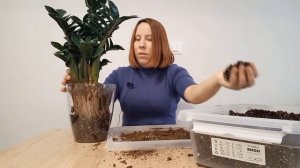 ПЕРЕСАДКА  замиокулькаса ЗЕНЗИ. Грунт. Кашпо. Закрытая