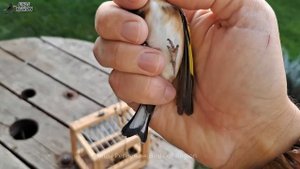 Как поймать щегла? Пролётное место. 4 деревянных ловуш?