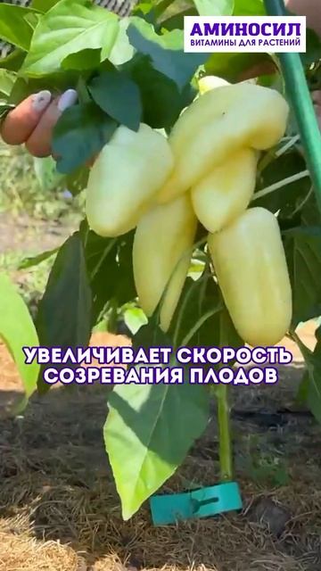 Аминосил универсальный для овощей #аминосил #растения
