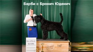 Тайрон на монопородной выставке Русских черных терьеров стал Лучшим представителем породы.