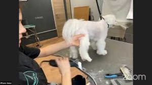 Стрижка мальтезе машинкой