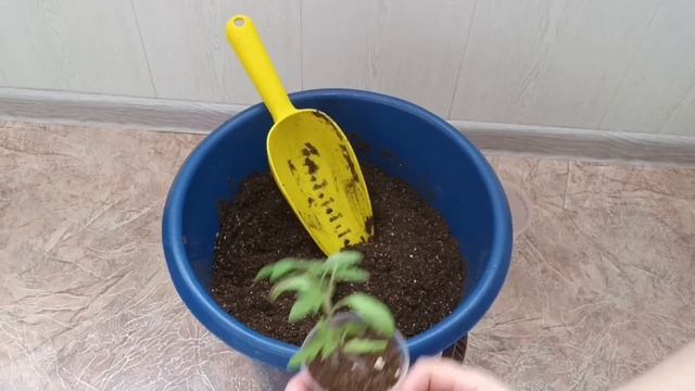 Рассаживаю томаты. Состав грунта. Нюансы ухода за расс смотреть онлайн