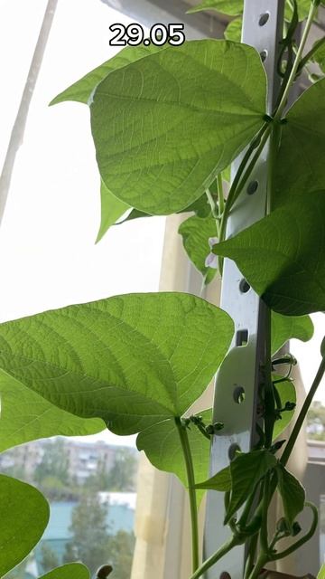 Огород на подоконнике спустя лето. #урожай #досуг с дет смотреть онлайн