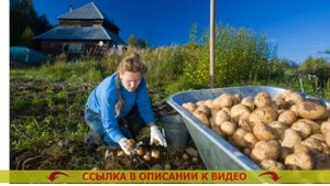 ⭐ Чем уничтожить борщевик на участке навсегда 💣 Герб