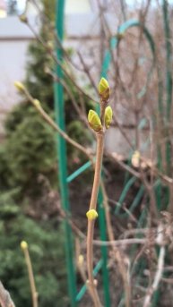 Первые почки