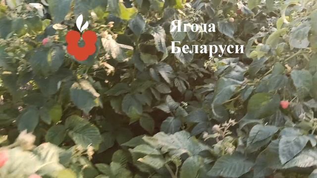 Купить саженцы малины в питомнике. Саженцы ремонтантн