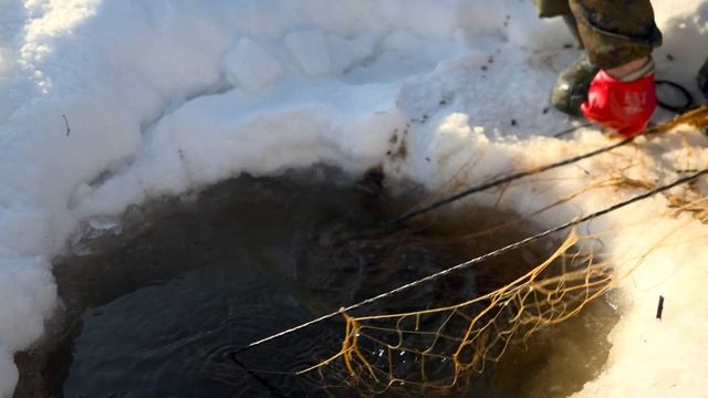 Волки уходят в небеса горят голодные глаза... Охота на волка от первого лица