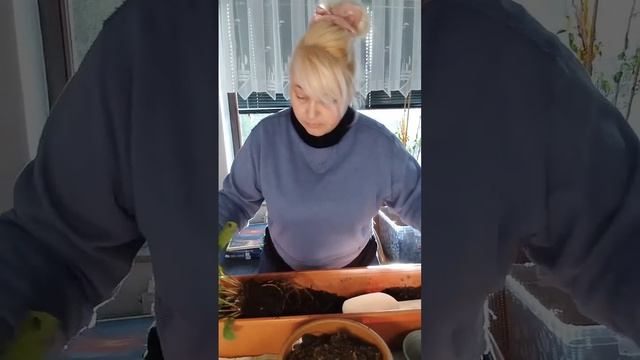 Пересадка, нужно ли ты убирать старую землю? Что важне?