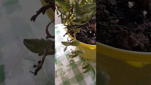 ~ лаванда узколистная до стрижки. смотреть онлайн