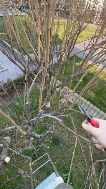 #успех #любимоедело #garden #gardening #рекомендации #краснода?