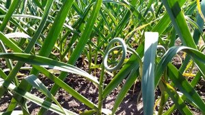 Как и когда удалять стрелки чеснока и вторая подкормк?