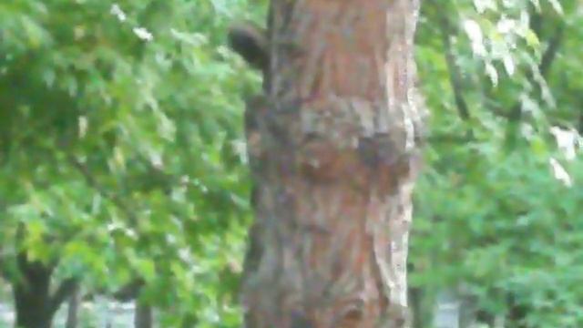 Сочинские белки ПРИКОЛ смотреть онлайн