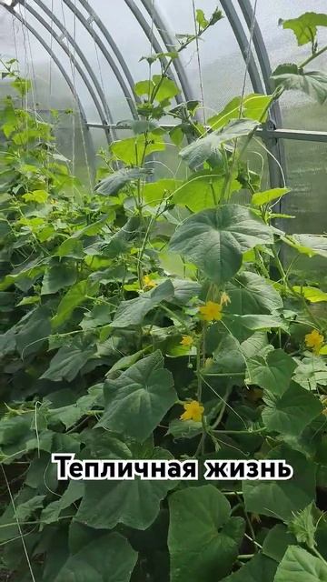 теплица моя любимая и первая #поставьлайк #жизньвдере? смотреть онлайн