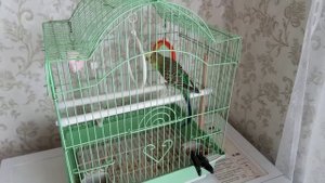 Попугай Кеша