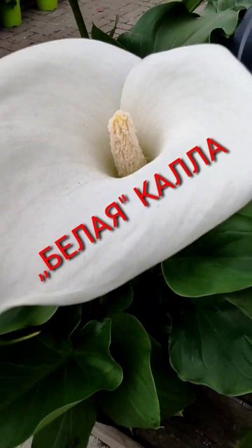 Самое главное условие чтобы  калла хорошо развивалась