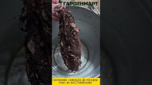 Как подготовить саженец к посадке и восстановить его ?