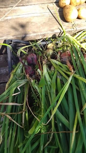 уборка лука посаженного весной смотреть онлайн