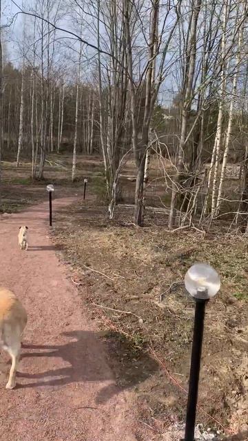 Парковая зона в коттеджном посёлке Сосновские горки о