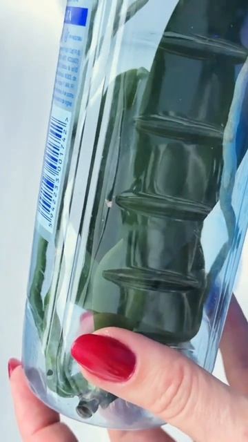 Посадка воздушной детки орхидеи❤️ #орхидеи #орхидея # смотреть онлайн