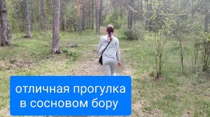 сосновый бор вдохновляет