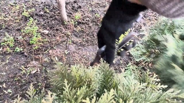 ЖИВАЯ ИЗГОРОДЬ ИЗ 18 ТУЙ “DANICA”! ЧИСТКА, СТРИЖКА! ЗАКЛАД смотреть онлайн