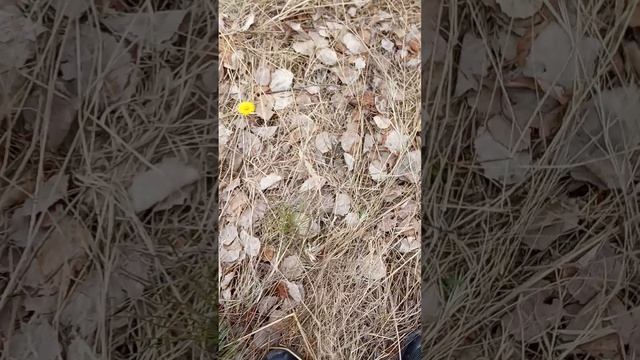 1000020641.mp4