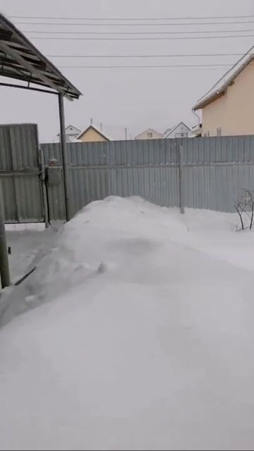 Овчарка прыгнула через забор!