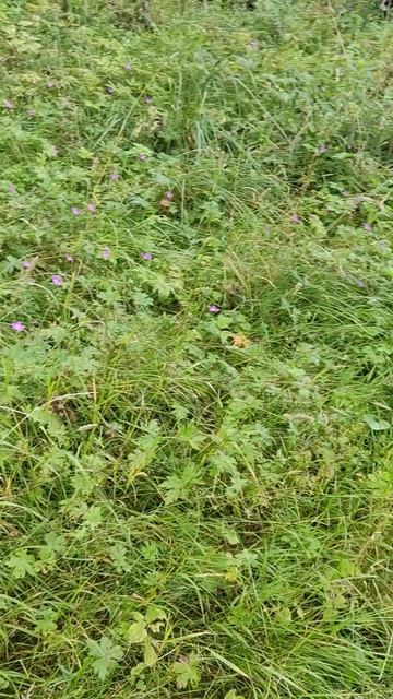 #калужскаяобласть #лето #лес #природа #рекапротва #восх смотреть онлайн