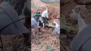 Кто я? Шляйх сериал. Часть пятая : жеребенок и его спасение.#лошади шляйх