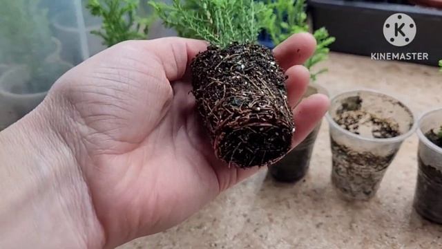 НЕобычный КИПАРИС для ДОМА! Опыт и советы от Ани, Хакас смотреть онлайн