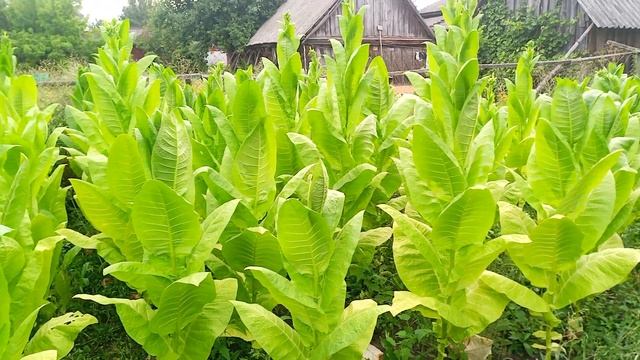 Табак. Спектр. 10 недель в грунте смотреть онлайн