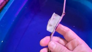 Черенки от Виталия ( Машевский Сад! )