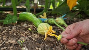 ФИЛЬМ 8. РУЧНОЕ ОПЫЛЕНИЕ ТЫКВЕННЫХ (CUCURBITACEAE). КАК ПРАВИЛ