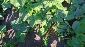 Огурцы сорта КУСТОВОЙ!!! Самые Лучшие для Открытого Гр