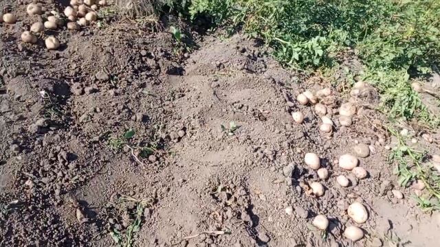 Как хорошо копать картошку 👏👏👏