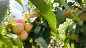 Диплоїдна слива То-Че-Сан. Plum T.C.San. Сорт з ексклюзивним?