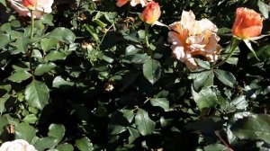 Роза Сингин ин зе рейн - флорибунда. Питомник Роз Полин