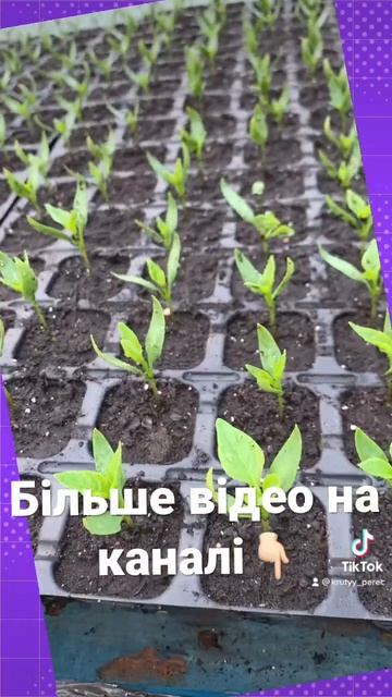 Як заробляти у селі? #агро #бізнес #город #добриво #капу?