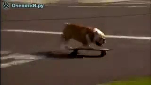 "Бульдог скейтер" приколы