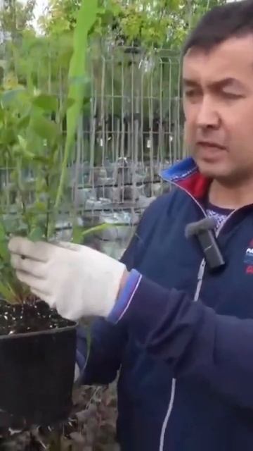 Мощности Кормилицы Микоризы хватило на два растения #?