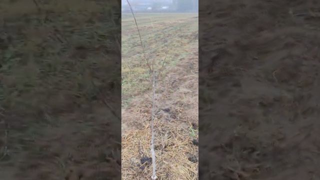 С новым годом! Осмотр фундука привитого на медвежий ор смотреть онлайн