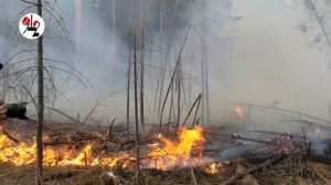 Верховой пожар сжёг забор. Real video