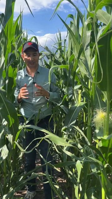 #семена #кукуруза #show #agriculture #farming #rek #agro #агроном #реком? смотреть онлайн